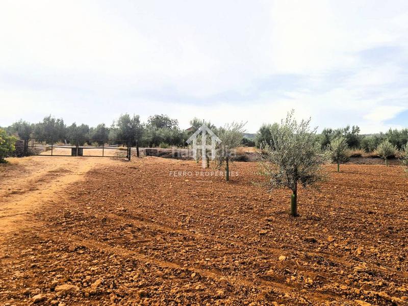 Foto 6719a44c-cd58-4a3a-a5ff-5269534b8ab5. Finca rústica a Moraleda de Zafayona