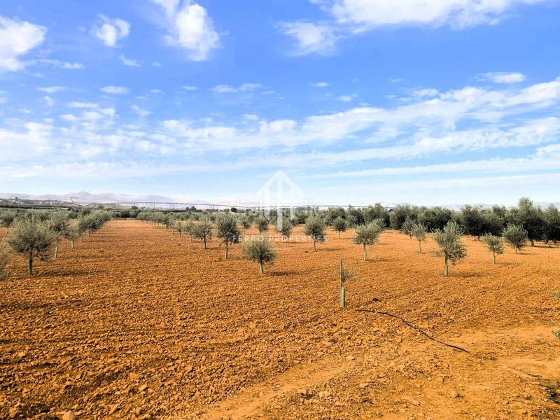 Foto 710eb41d-cfad-4a2a-bd95-b08b2441a4ee. Finca rústica a Moraleda de Zafayona