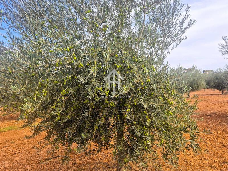 Foto 9643b7be-b1cb-4284-82cf-0203836ae04c. Finca rústica a Moraleda de Zafayona