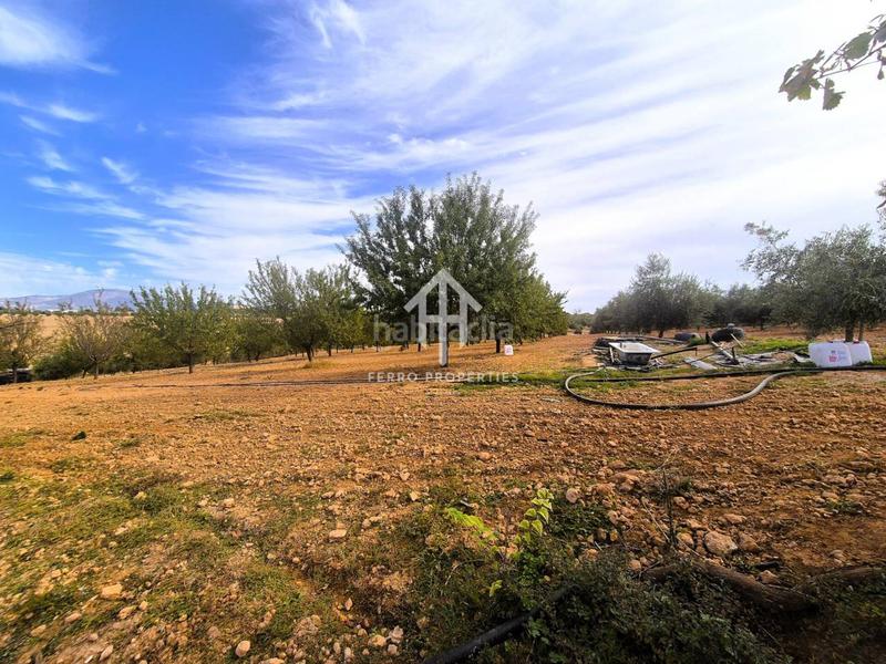 Foto bb112c60-ed0f-487a-9026-a75e9b8405bf. Finca rústica a Moraleda de Zafayona