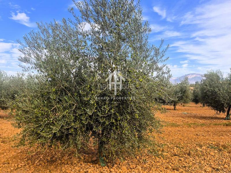 Foto bd08d62e-57ed-48ba-b344-69218473ad80. Finca rústica a Moraleda de Zafayona