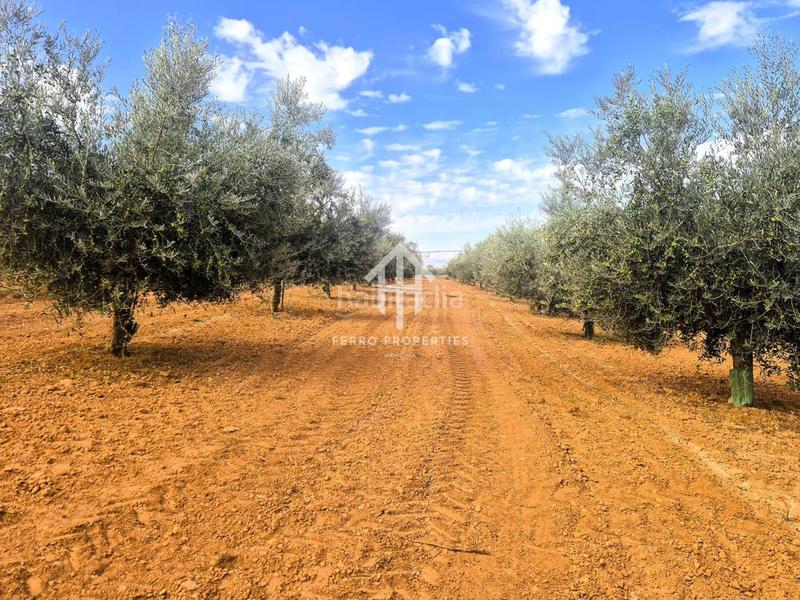 Foto d9aab39a-6bf2-4c64-83f1-11e5f6fb9eef. Finca rústica a Moraleda de Zafayona