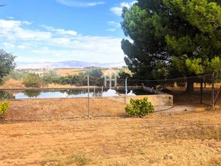 Finca rústica a Moraleda de Zafayona. Finca rústica de regadío con olivos en producción  zona pantano