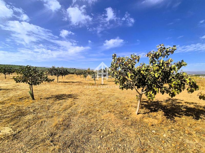 Foto 1e53acd3-db56-4ec6-8f17-277d7f7039ec. Propriété dans moraleda 2 dans Moraleda de Zafayona