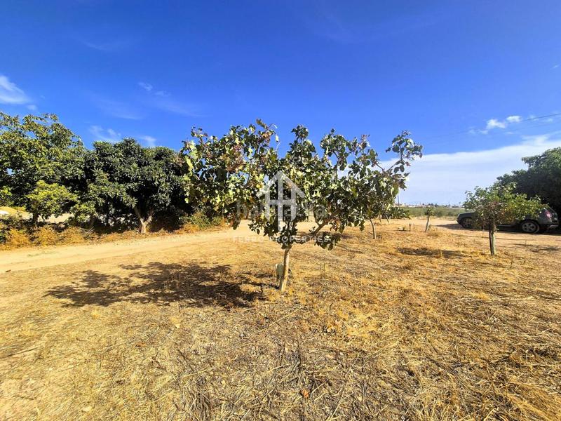 Foto ba41324d-9bd1-462f-b521-aa2a6b5c9cea. Propriété dans moraleda 2 dans Moraleda de Zafayona