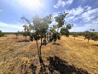 Finca rústica a Moraleda de Zafayona. Finca rústica de riego en venta  moraleda de zafayona