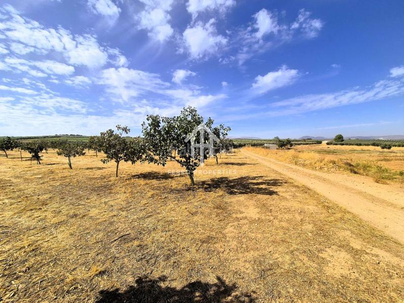 Foto e922823f-aa1e-4179-8db2-1773f5c7f906. Propriété dans moraleda 2 dans Moraleda de Zafayona