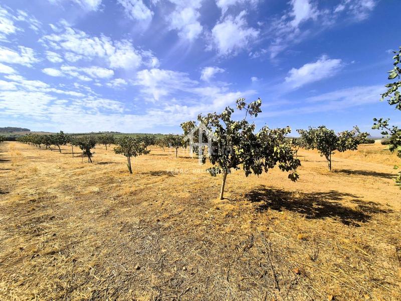 Foto ed854e89-dd9b-499d-b1c2-c6d8c1962cd2. Propriété dans moraleda 2 dans Moraleda de Zafayona