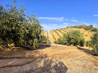 Finca rústica en Loja. Finca en venta en dehesa de los montes  con vivienda y olivar en