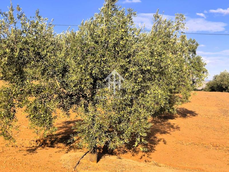 Foto 055349d5-f076-45f1-a71a-1a2c6ddfe01a. Propriété dans Loja