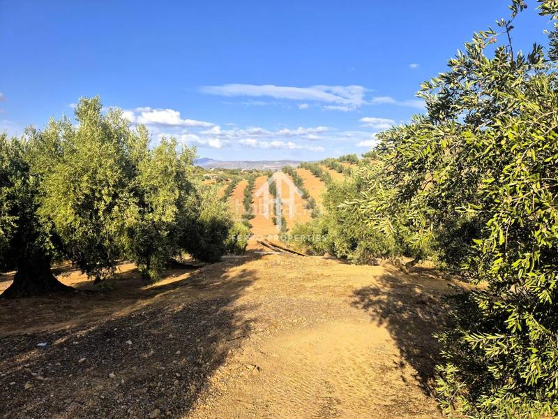 Foto 122855d7-e0f7-4b1e-a271-c47eb5b26ace. Propriété dans Loja