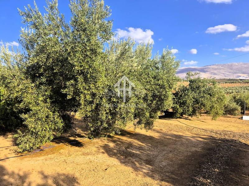 Foto 2f27d226-4c2b-4937-83d7-a3ca85afe5d2. Propriété dans Loja