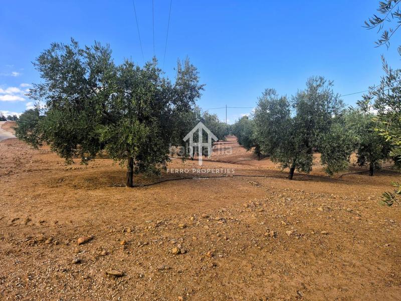 Foto 550b7a41-e28c-45c7-ad28-d3e390074d61. Propriété dans Loja