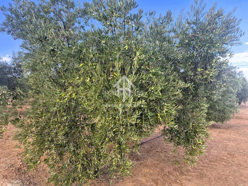 Foto a0790927-163c-4e1f-9aa7-dca705ff39ca. Propriété dans Loja