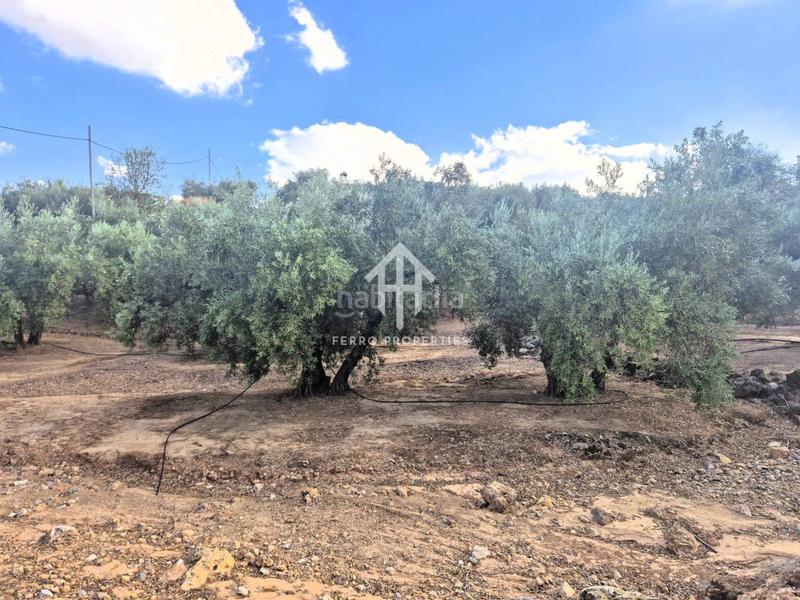 Foto c8e6a517-6318-43fc-bec3-a1a4d0b946d3. Propriété dans Loja