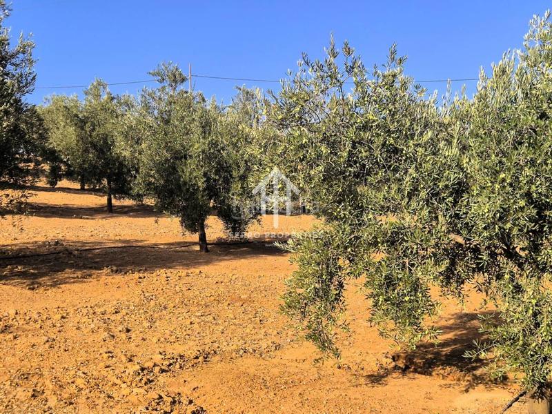 Foto fd017dc8-b0eb-4f6b-81a0-6229198c99c1. Propriété dans Loja