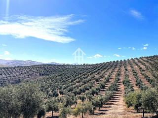 Rural plot in Moraleda de Zafayona. Venta de finca rústica en cacín