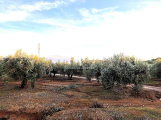Fondo rustico in Iznalloz. Venta de terreno en iznalloz  la nava