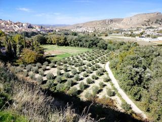 Finca rústica en Loja. Parcela de olivos a la venta