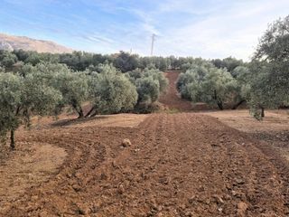 Finca rústica en Loja. Venta de olivar