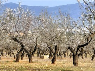 Terreno residencial en Salar. Finca rústica de 20 hectáreas con olivos, almendros, riego autom