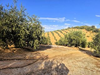 Finca rústica en Loja. Finca en venta en dehesa de los montes  con vivienda y olivar en