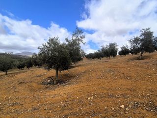 Finca rústica en Salar. Finca rústica de gran extensión con olivar en plena producción y
