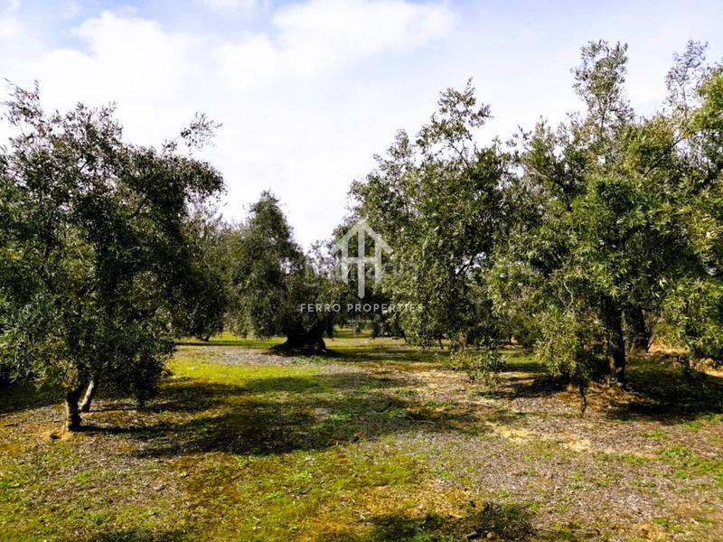 Foto 59a34b05-b740-488d-8a5f-8552b4b100ac. Landgut in Loja