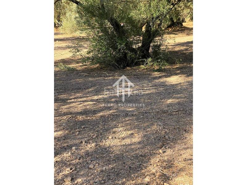 Foto 651ab656-903e-46ef-9072-dcf4f92a8b17. Landgut in Loja