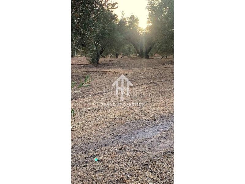 Foto 88308df7-f1e1-4b49-bfbf-cae32a3c5fa1. Landgut in Loja