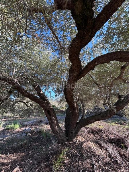 Foto 5fa1dab0-d66f-455a-a7b6-44ea878efc62. Masía finca rústica con vivienda. en L´Ametlla de Mar Ametlla de Mar (L´)