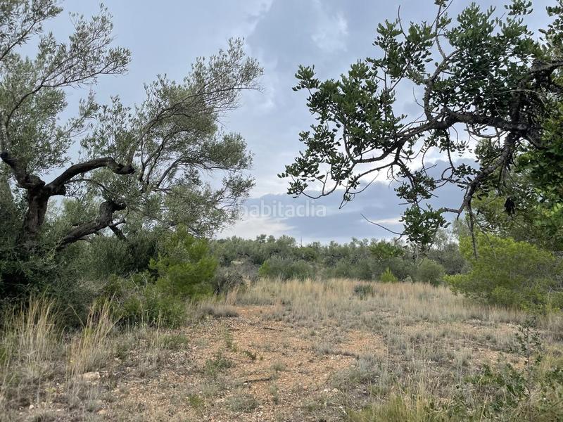 Foto 2e95c514-5131-4fc8-8d06-b30743d1ccba. Masia a Perelló (El)