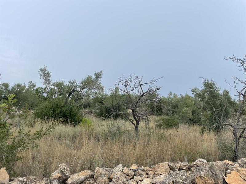 Foto 9ebe89f0-0df8-4b5c-a3c3-91602685c96b. Masia a Perelló (El)