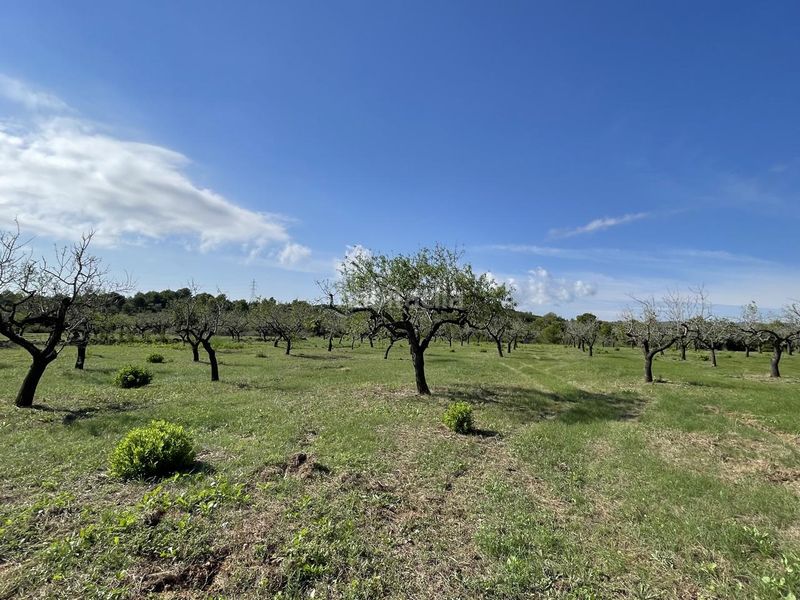 Foto 5285bf75-81a3-43b1-97c4-c8df53389928. Masia a Perelló (El)