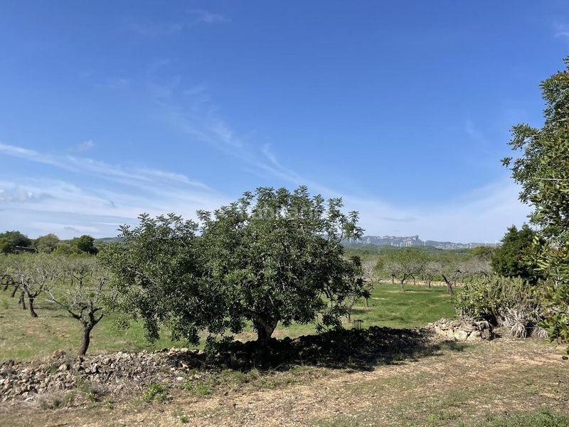 Foto f3e58eae-2f90-42aa-947a-003114d15ae3. Masia a Perelló (El)