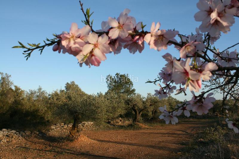 Foto 2450d6b9-5e50-4187-b435-254a9bf4c8bf. Masia a Perelló (El)