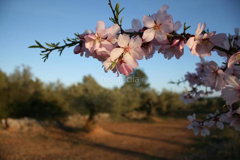 Foto 6095f1a6-7e5b-4c98-ab7c-fffe4287b08f. Masia a Perelló (El)