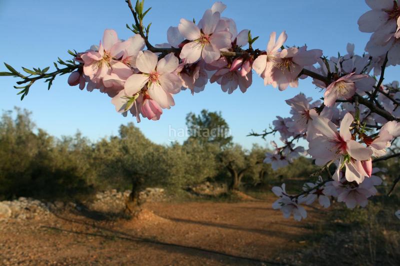 Foto a1913bea-fd98-4ce2-896f-c464b3f887a1. Masia a Perelló (El)