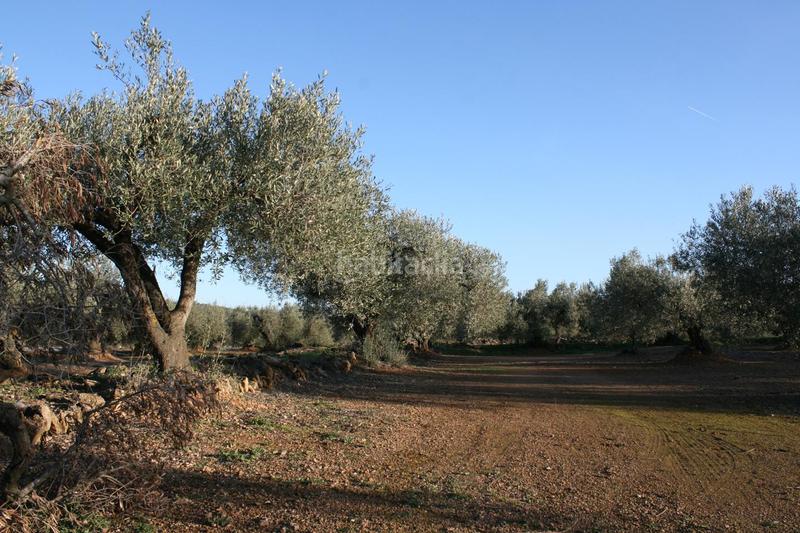 Foto c51b3d5b-3e31-4b7a-bb7f-bcf248672a7d. Masia a Perelló (El)