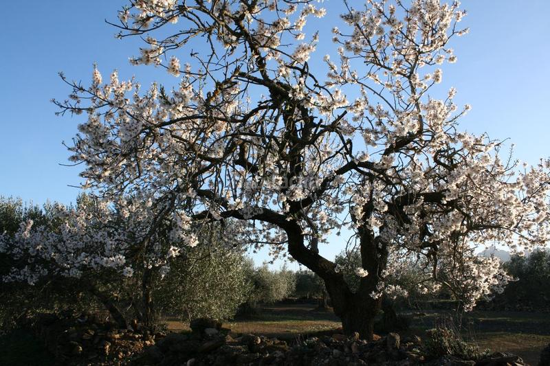 Foto dc75b463-aa07-4b4f-a18a-1479f89697fa. Masia a Perelló (El)