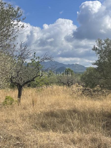 Foto 74ef82c2-f85b-449c-a667-e35816eae276. Rural plot in L´Ametlla de Mar Ametlla de Mar (L´)