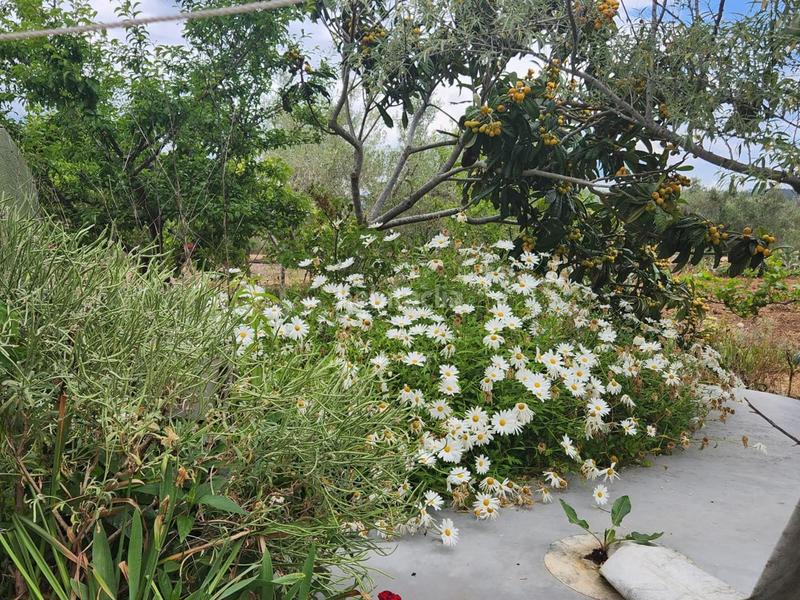 Foto e6964745-418c-4c82-8490-9416f48b59da. Masia a Perelló (El)