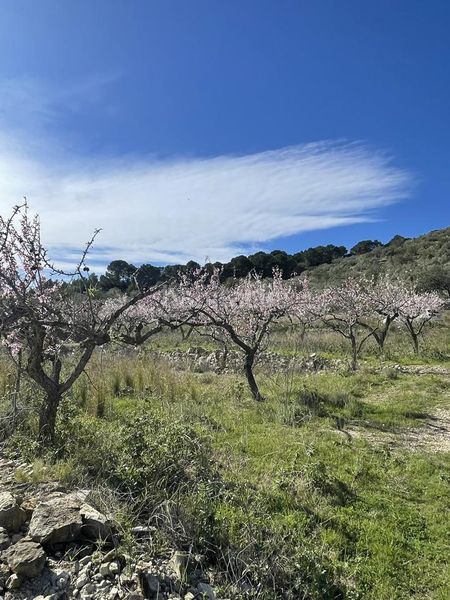 Foto f8f6222f-20a1-48ec-92eb-24fbfea47c9b. Masia a Roques Daurades-L´Estany Ametlla de Mar (L´)