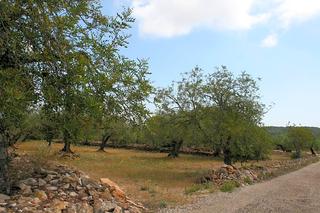 Terreny residencial a Parracoll 2. Terreno de olivos y algarrobos en parracoll