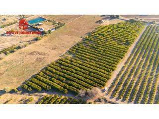 Finca rústica a Pol 12 parc 100 0. Terreno en venta en santa bàrbara