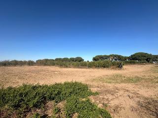 Terreny residencial a Palacios y Villafranca (Los). Terreno en la dehesa del alcornocal!