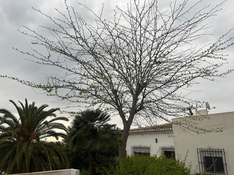 Foto 0798a770-a831-45ff-9f03-ab6dfb8b90b1. Chalet dans Cap Martí - El Tossalet - Pinomar Xàbia