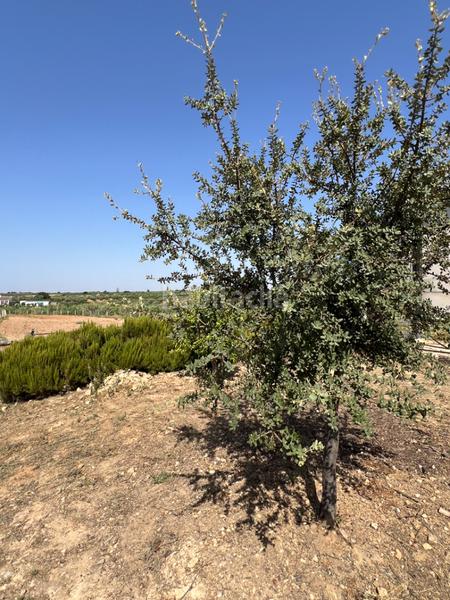 Foto a424e3f8-9cb3-4115-89e9-8c913b31de95. Propriété dans Almonte Almonte