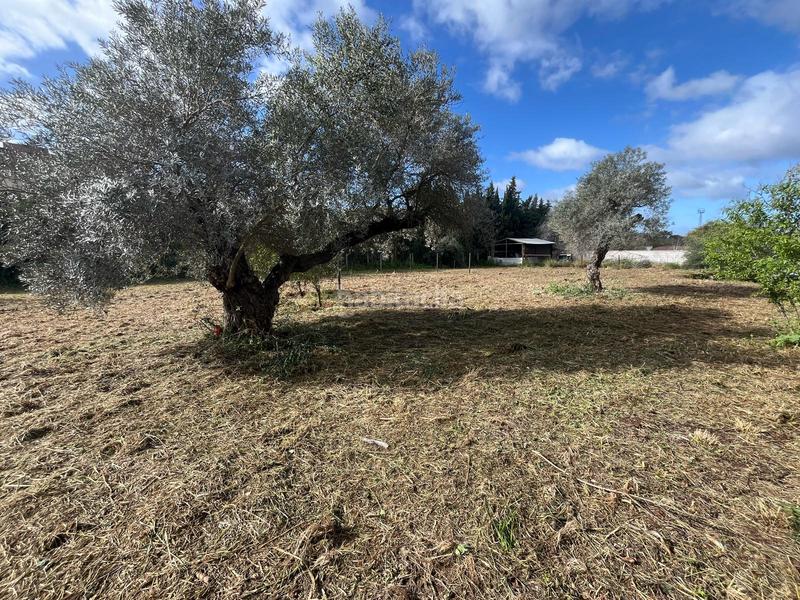 Foto eb830d96-3e9d-48cf-b115-86d9614247f3. Wohngrundstück in Palomares del Río