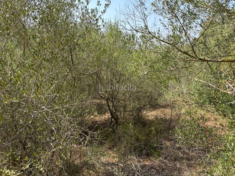 Foto 2db8febb-3880-4996-878a-2623443ac70c. Terreno residencial en Felanitx poble Felanitx